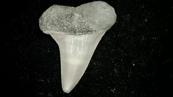 Genuine Miocene Age Cosmopolitodus hastalis Shark Tooth Fossil for Sale from North Carolina #6