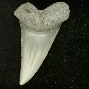 Genuine Miocene Age Cosmopolitodus hastalis Shark Tooth Fossil for Sale from North Carolina #9