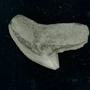 Genuine Miocene Age Galeocerdo cuvier Shark Tooth Fossil for Sale from Chesapeake Bay, Maryland #37