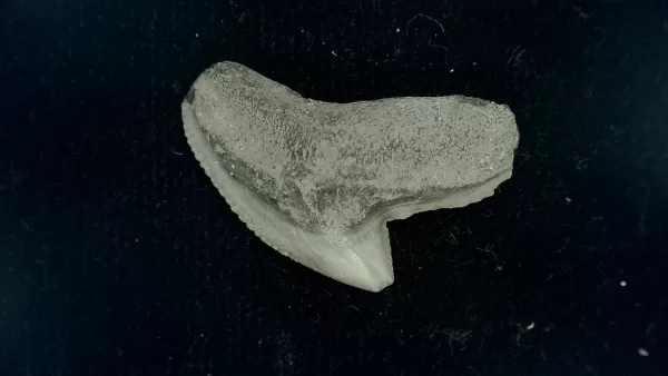 Genuine Miocene Age Galeocerdo cuvier Shark Tooth Fossil for Sale from Chesapeake Bay, Maryland #37