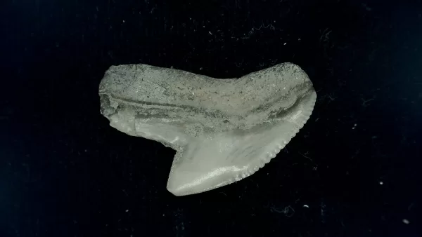 Genuine Miocene Age Galeocerdo cuvier Shark Tooth Fossil for Sale from Chesapeake Bay, Maryland #37a