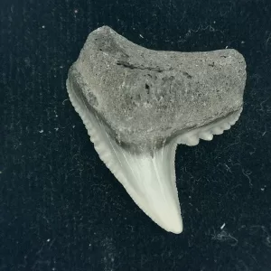 Genuine Miocene Age Galeocerdo cuvier Shark Tooth Fossil for Sale from Chesapeake Bay, Maryland #38