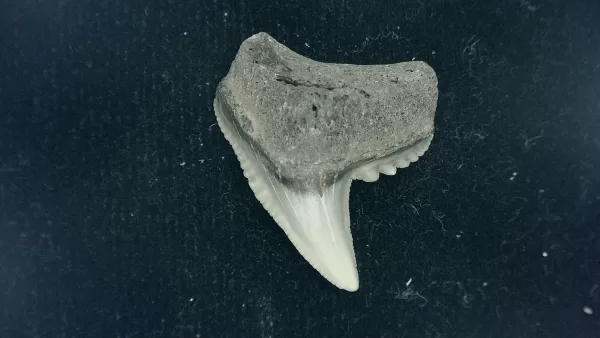 Genuine Miocene Age Galeocerdo cuvier Shark Tooth Fossil for Sale from Chesapeake Bay, Maryland #38