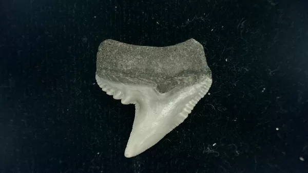 Genuine Miocene Age Galeocerdo cuvier Shark Tooth Fossil for Sale from Chesapeake Bay, Maryland #38a