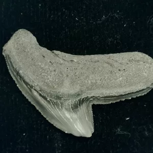 Genuine Miocene Age Galeocerdo cuvier Shark Tooth Fossil for Sale from Chesapeake Bay, Maryland #39