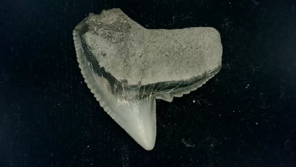 Genuine Miocene Age Galeocerdo cuvier Shark Tooth Fossil for Sale from Chesapeake Bay, Maryland #40