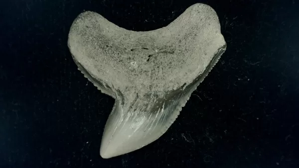 Genuine Miocene Age Galeocerdo cuvier Shark Tooth Fossil for Sale from Chesapeake Bay, Maryland #42