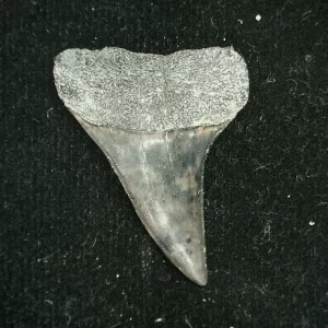 Genuine Miocene Age Isurus desori Shark Tooth Fossil for Sale from North Carolina #1