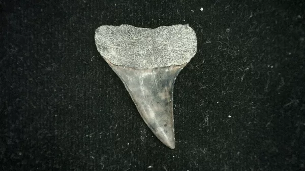 Genuine Miocene Age Isurus desori Shark Tooth Fossil for Sale from North Carolina #1