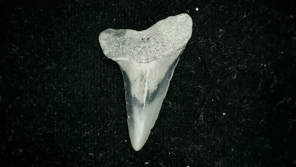 Genuine Miocene Age Isurus desori Shark Tooth Fossil for Sale from North Carolina #2