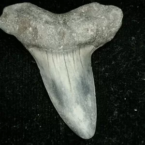 Genuine Miocene Age Isurus oxyrinchus Shark Tooth Fossil for Sale from North Carolina #1