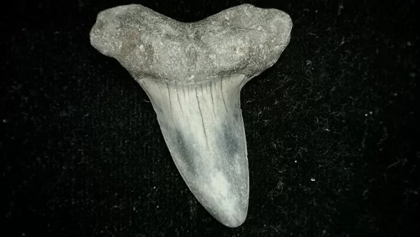 Genuine Miocene Age Isurus oxyrinchus Shark Tooth Fossil for Sale from North Carolina #1