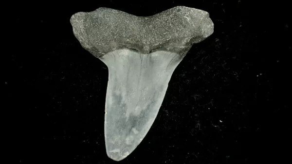 Genuine Miocene Age Isurus oxyrinchus Shark Tooth Fossil for Sale from North Carolina #1a