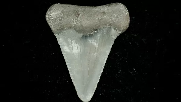 Genuine Miocene Age Otodus angustidens Shark Tooth Fossil for Sale from North Carolina #1a