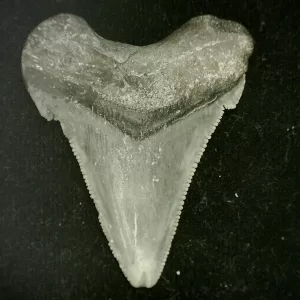 Genuine Miocene Age Otodus angustidens Shark Tooth Fossil for Sale from North Carolina #2