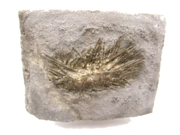 Genuine Mississippian Age Archaeocidaris Echinoid Fossil for Sale from Missouri #22