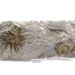 Genuine Mississippian Age Archaeocidaris Echinoid Fossil for Sale from Missouri #23