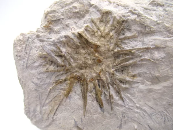 Genuine Mississippian Age Archaeocidaris Echinoid Fossil for Sale from Missouri #23a