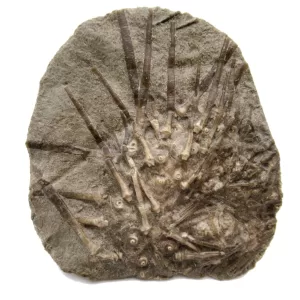 Genuine Mississippian Age Archaeocidaris Echinoid Fossil for Sale from Missouri #24