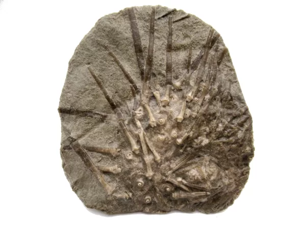 Genuine Mississippian Age Archaeocidaris Echinoid Fossil for Sale from Missouri #24