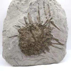 Genuine Mississippian Age Archaeocidaris Echinoid Fossil for Sale from Missouri #26