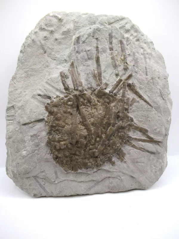 Genuine Mississippian Age Archaeocidaris Echinoid Fossil for Sale from Missouri #26