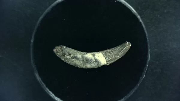 Genuine Miocene Age Dolphin Tooth Fossils From Lee Creek North Carolina For Sale #5