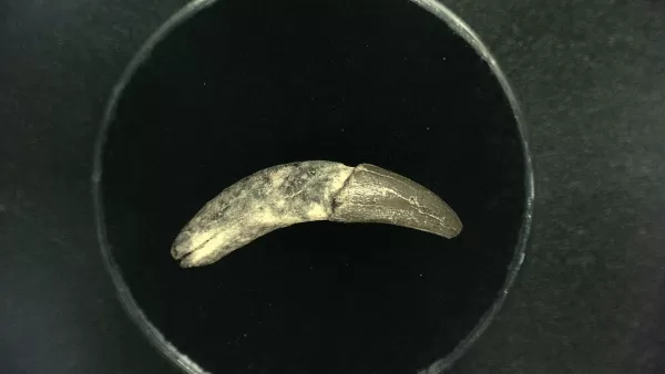 Genuine Miocene Age Dolphin Tooth Fossils From Lee Creek North Carolina For Sale #5a