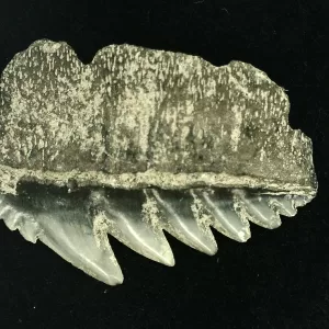 Genuine Miocene Age Hexanchus Shark Tooth Fossils From Lee Creek North Carolina For Sale #10