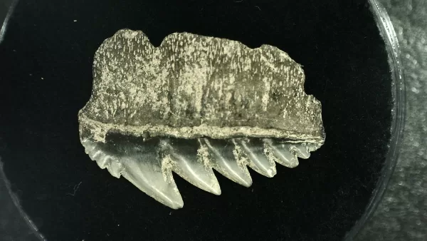 Genuine Miocene Age Hexanchus Shark Tooth Fossils From Lee Creek North Carolina For Sale #10