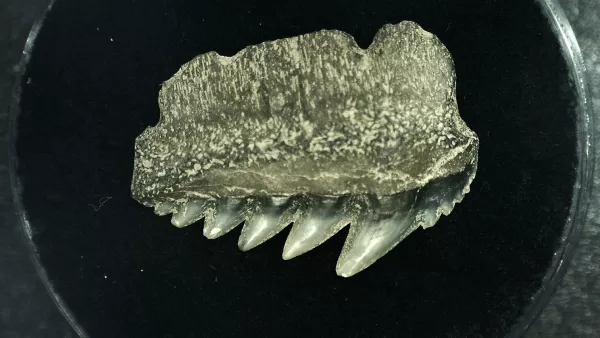 Genuine Miocene Age Hexanchus Shark Tooth Fossils From Lee Creek North Carolina For Sale #10a