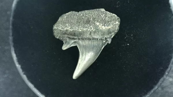 Genuine Miocene Age Hexanchus Shark Tooth Fossils From Lee Creek North Carolina For Sale #1a