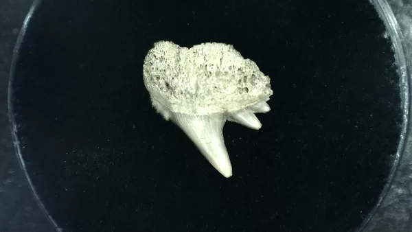 Genuine Miocene Age Hexanchus Shark Tooth Fossils From Lee Creek North Carolina For Sale #2