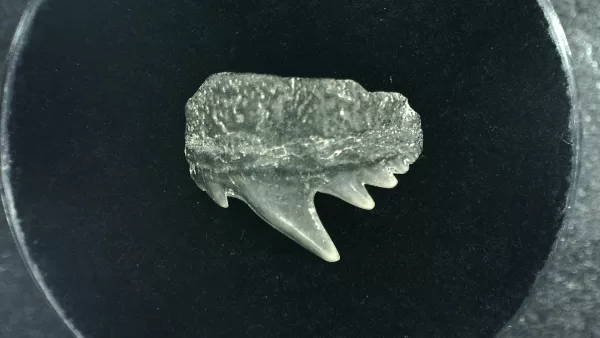 Genuine Miocene Age Hexanchus Shark Tooth Fossils From Lee Creek North Carolina For Sale #3a