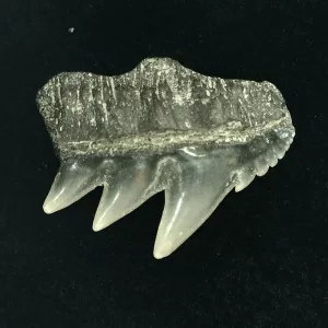 Genuine Miocene Age Hexanchus Shark Tooth Fossils From Lee Creek North Carolina For Sale #5