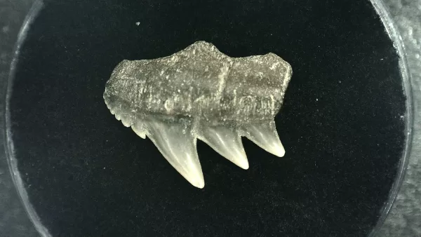 Genuine Miocene Age Hexanchus Shark Tooth Fossils From Lee Creek North Carolina For Sale #5a