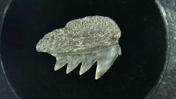 Genuine Miocene Age Hexanchus Shark Tooth Fossils From Lee Creek North Carolina For Sale #6