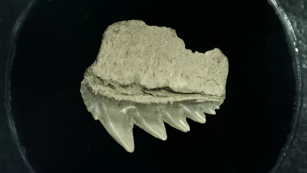 Genuine Miocene Age Hexanchus Shark Tooth Fossils From Lee Creek North Carolina For Sale #7