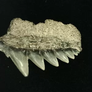 Genuine Miocene Age Hexanchus Shark Tooth Fossils From Lee Creek North Carolina For Sale #8