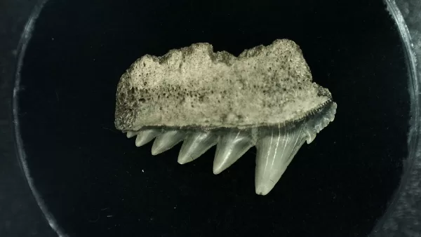 Genuine Miocene Age Hexanchus Shark Tooth Fossils From Lee Creek North Carolina For Sale #8a