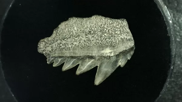 Genuine Miocene Age Hexanchus Shark Tooth Fossils From Lee Creek North Carolina For Sale #9