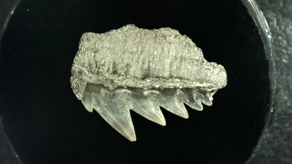 Genuine Miocene Age Hexanchus Shark Tooth Fossils From Lee Creek North Carolina For Sale #9a