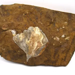 Genuine Paleocene Age Ginko Leaves Specimen From North Dakota For Sale #58