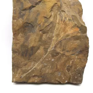 Genuine Paleocene Age Ginko Leaves Specimen From North Dakota For Sale #63