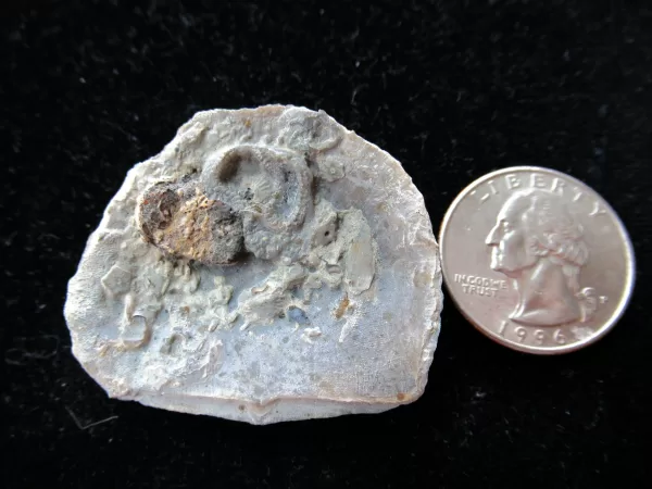 Genuine Ordovician Age Carneyella Edrioasteroid From Ohio For Sale #2