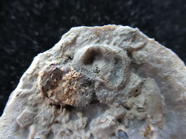 Genuine Ordovician Age Carneyella Edrioasteroid From Ohio For Sale #2a