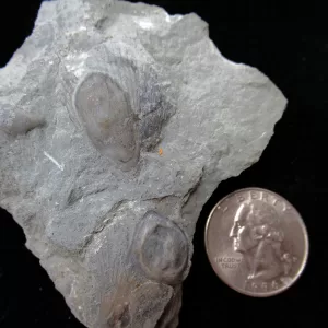 Genuine Ordovician Age Isorophus Edrioasteroid From Ohio For Sale #12