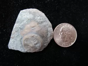 Genuine Ordovician Age Isorophus Edrioasteroid From Ohio For Sale #2