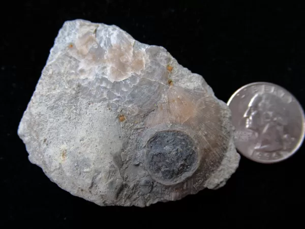 Genuine Ordovician Age Isorophus Edrioasteroid From Ohio For Sale #3