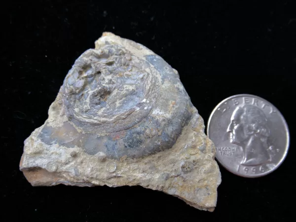 Genuine Ordovician Age Isorophus Edrioasteroid From Ohio For Sale #8